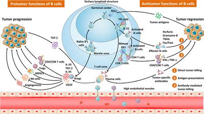 Emerging concepts regarding pro- and anti tumor properties of B cells in tumor immunity